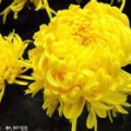 雷大淼